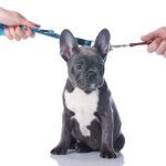divorce with pets